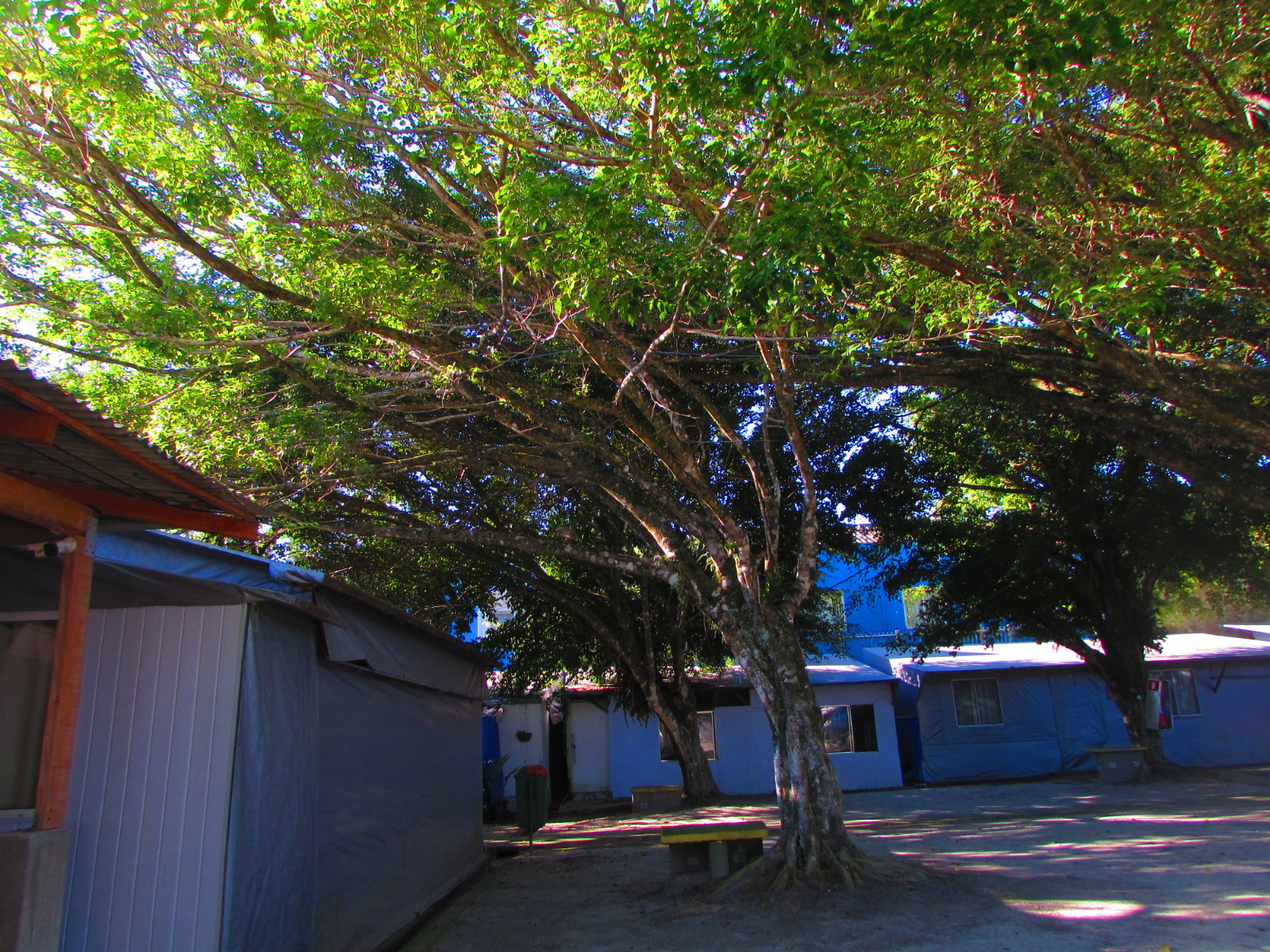 Ambiente arborizado